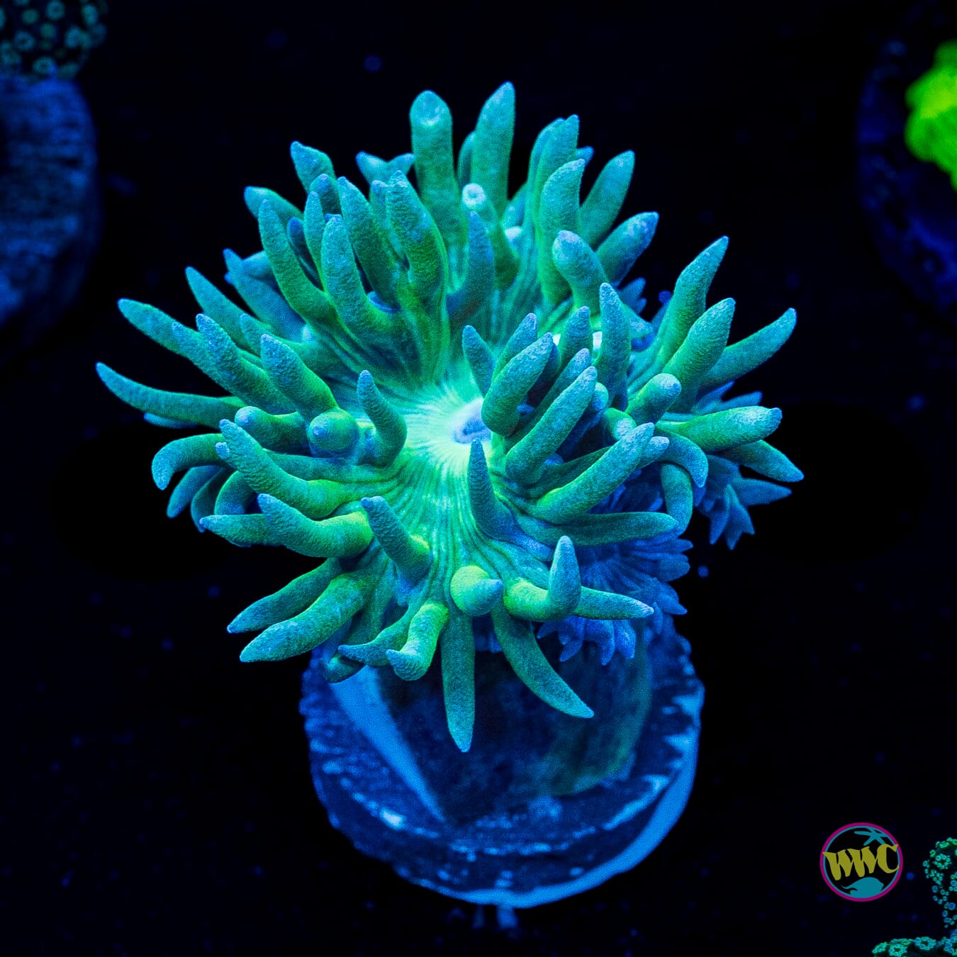 Green Duncan