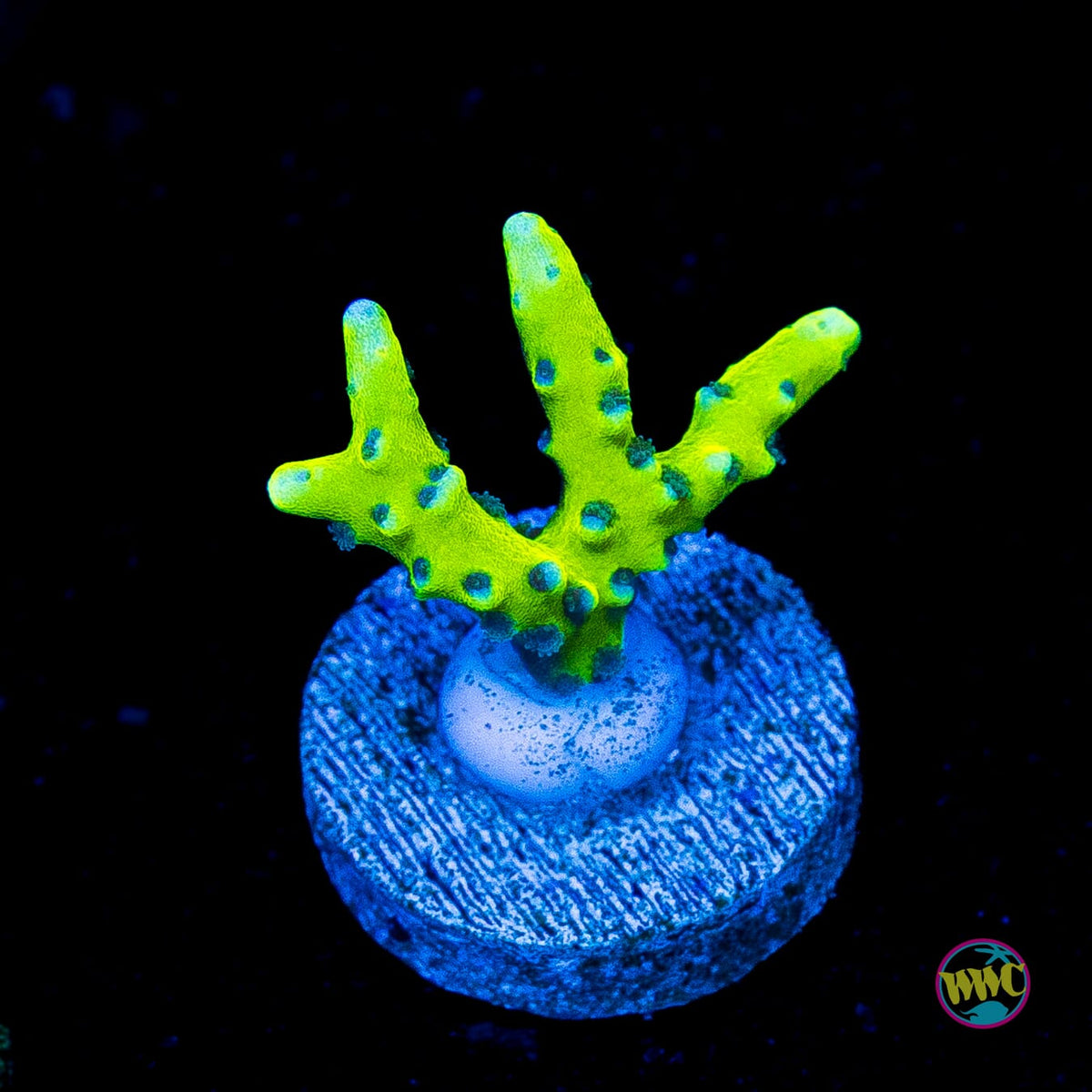 WWC Banana Hammock Anacropora