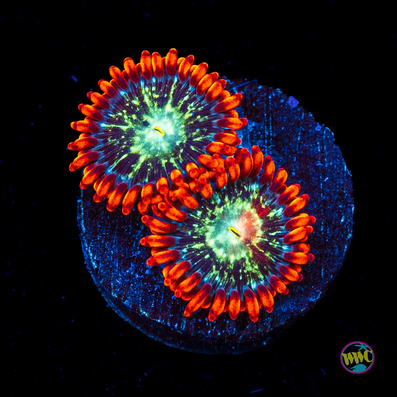 WWC Astral Shift Zoanthids