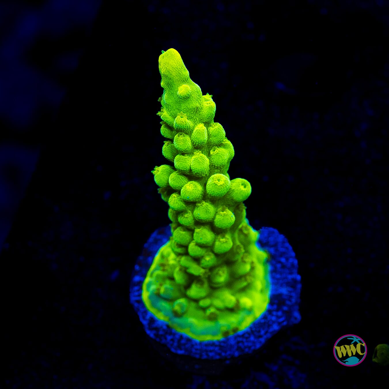 WWC Yellow Austera Acropora