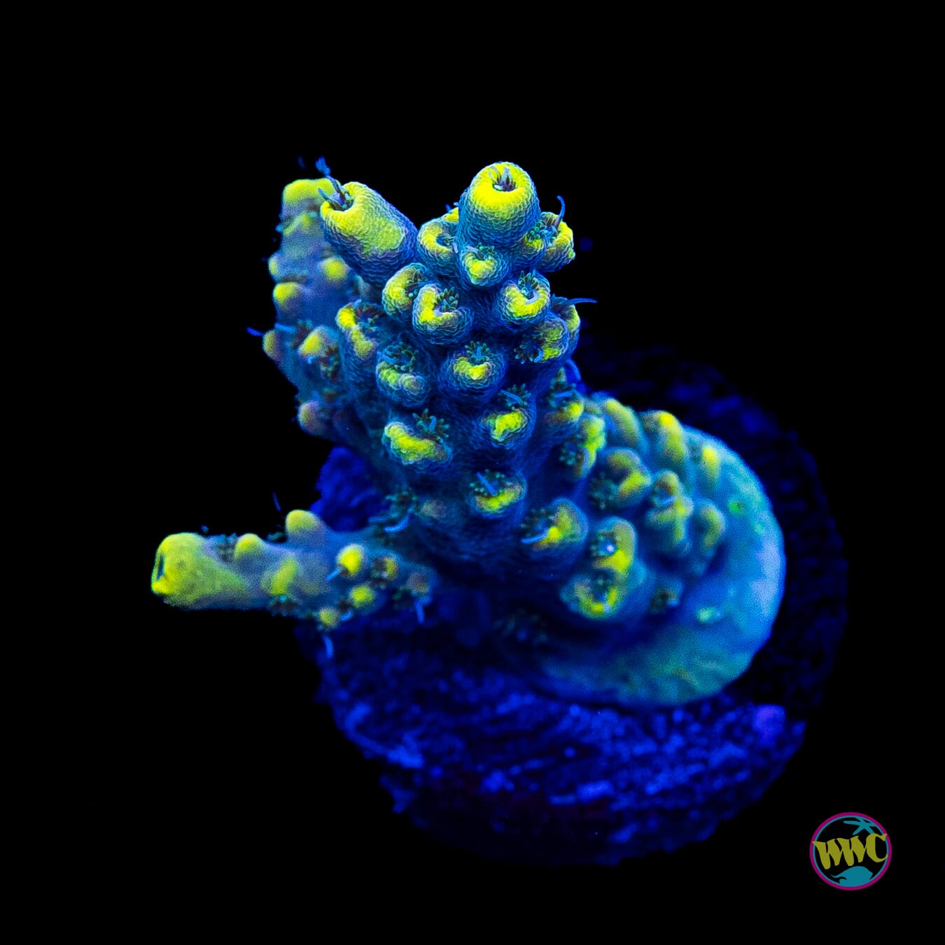 WWC After Hours Acropora