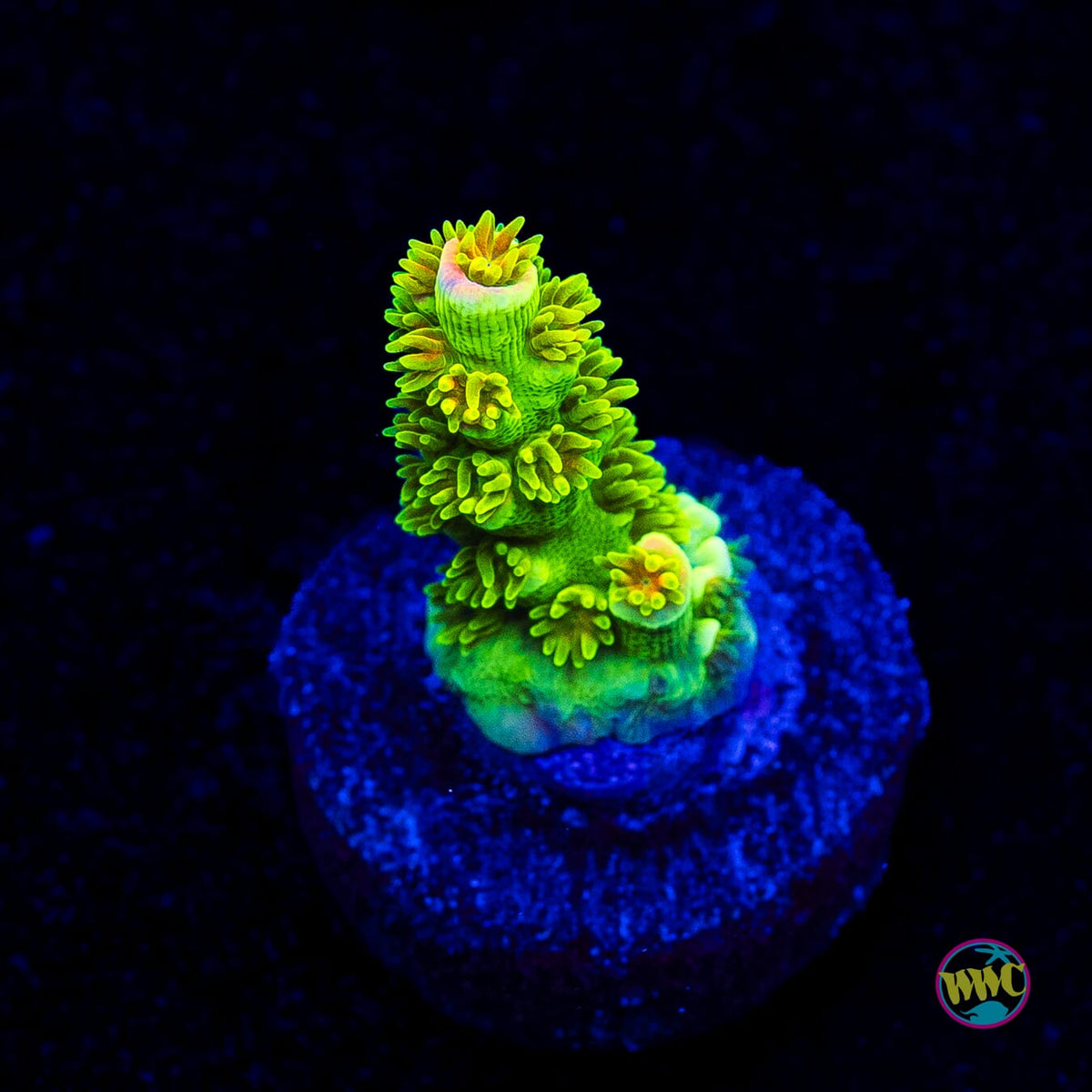 Jason Fox Homewrecker Tenuis Acropora