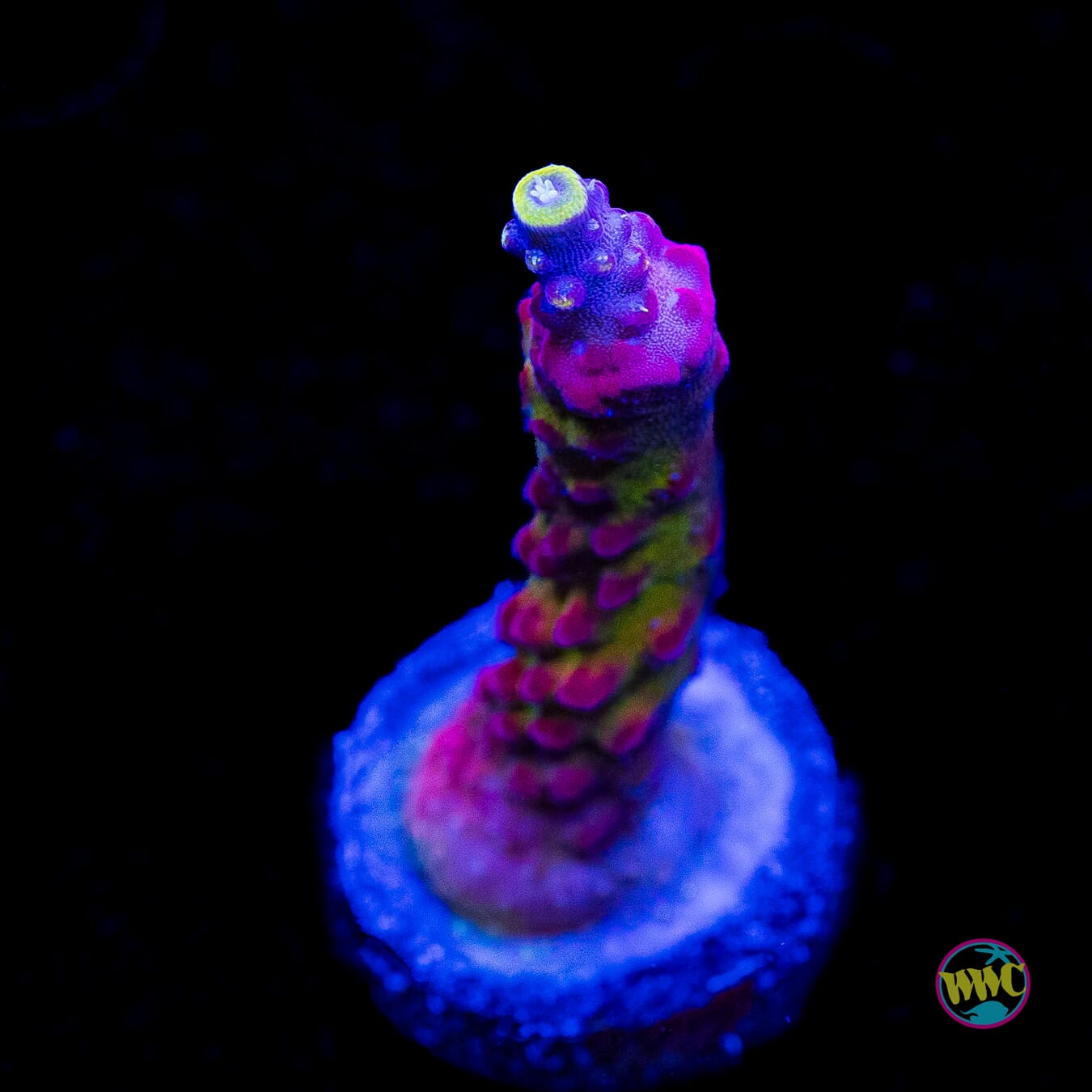 GWS Arcoiris Acropora