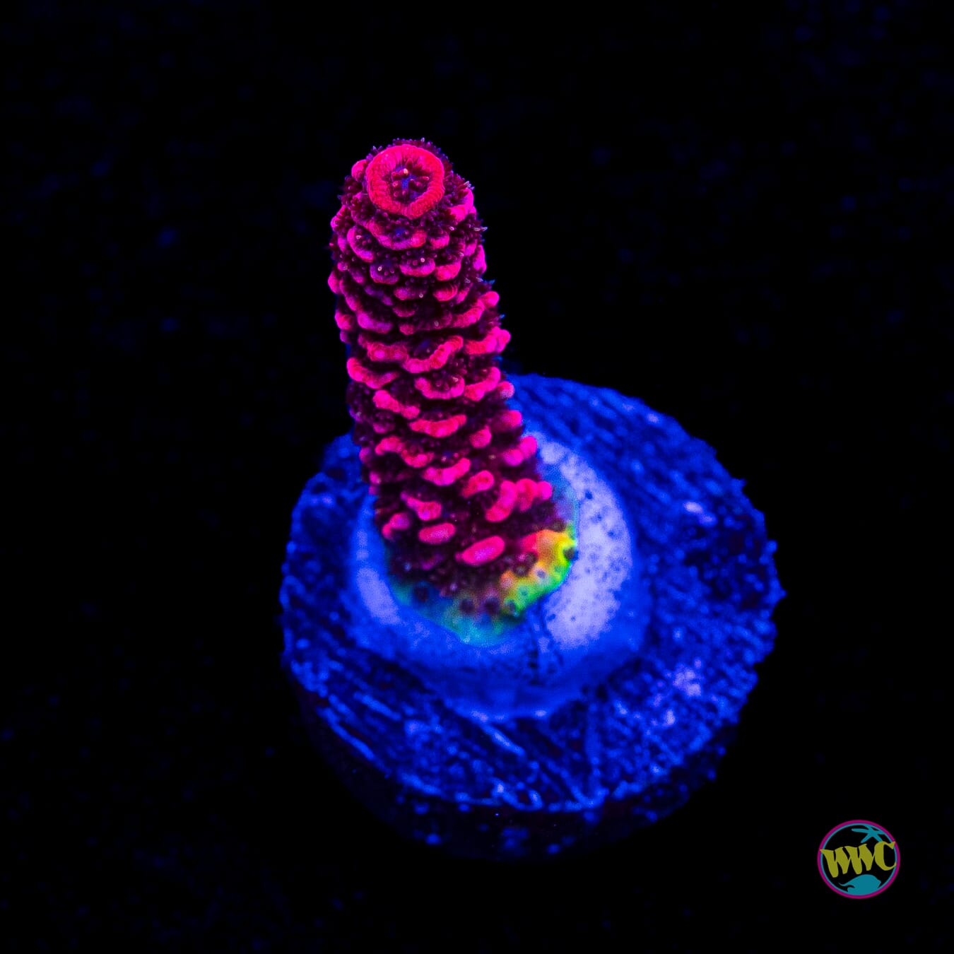 WWC Fruit Fusion Mille Acropora