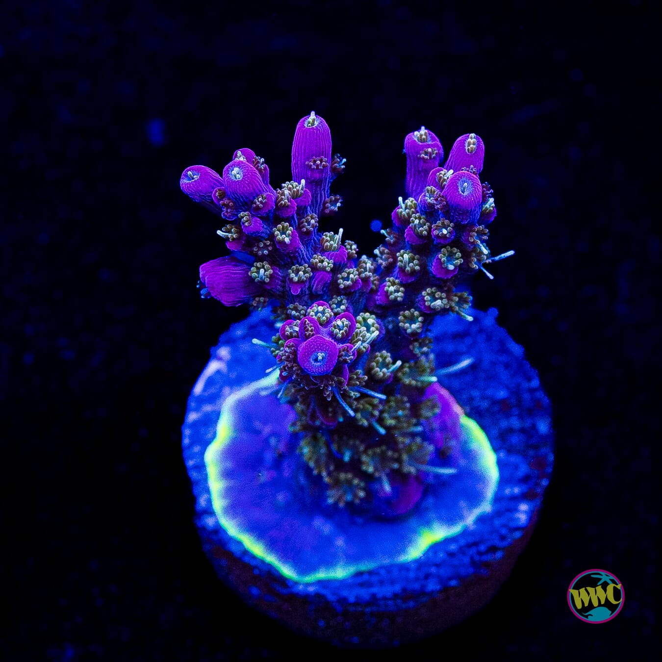 WWC Grizzly Adams Acropora
