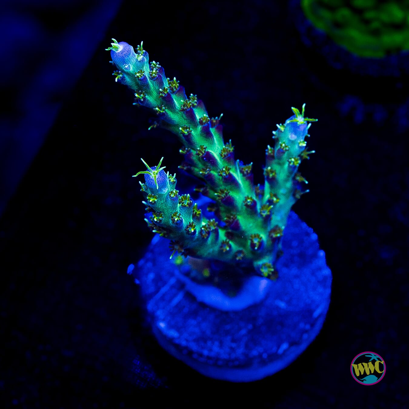 WWC Aussie Special Acropora