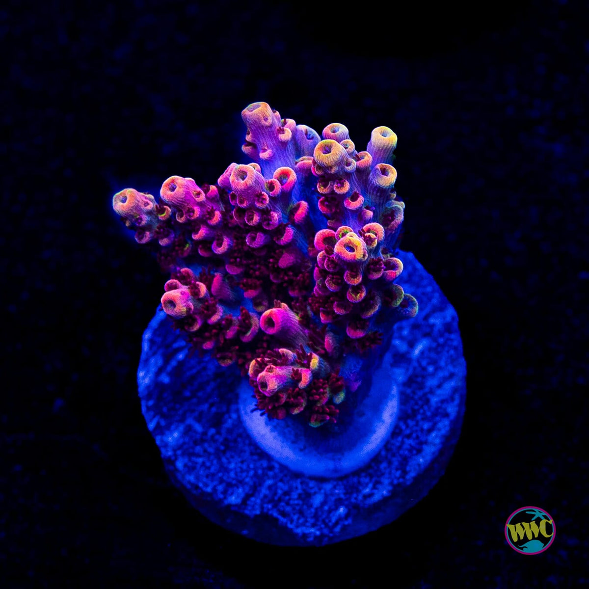 WWC Man of Steel Acropora