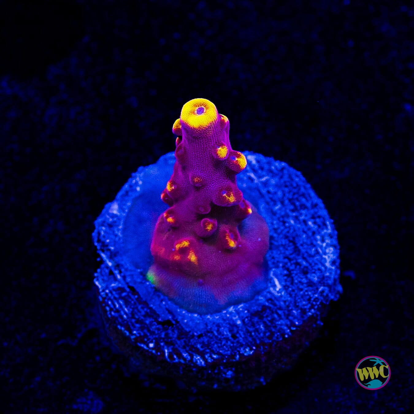Jason Fox Fox Flame Acropora