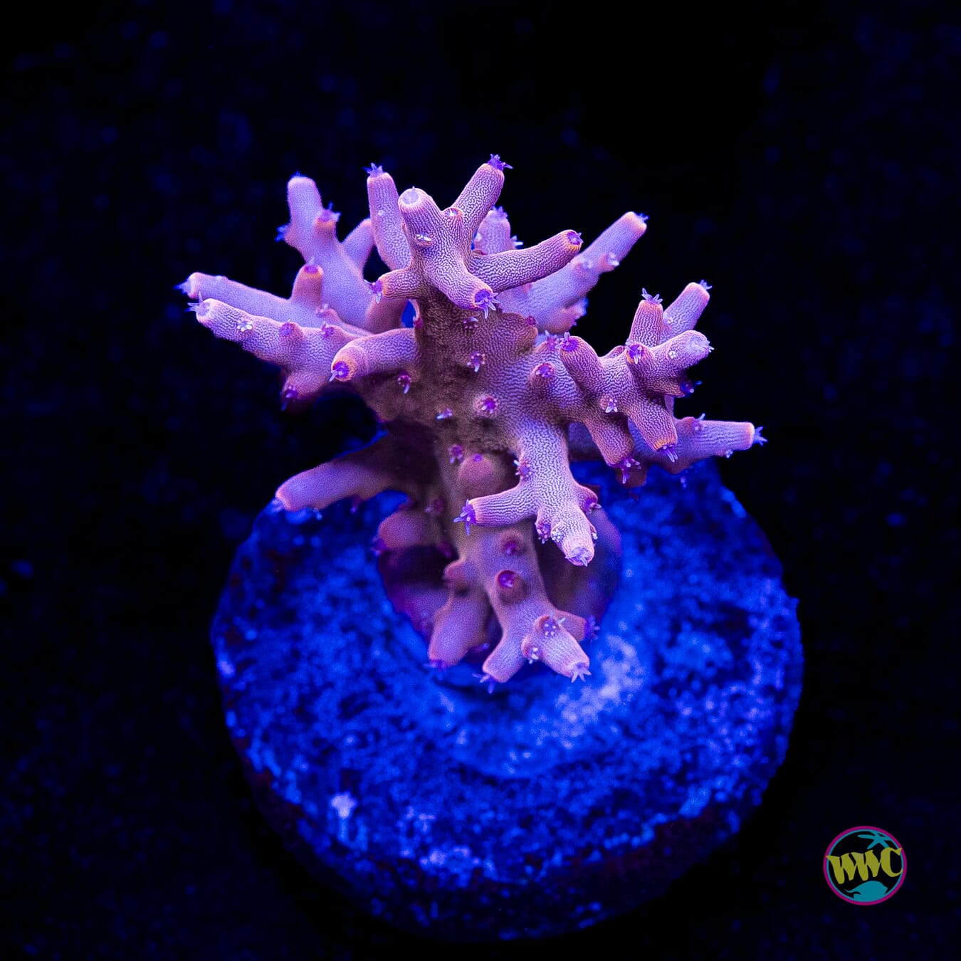 POTO Golden Dragon Acropora