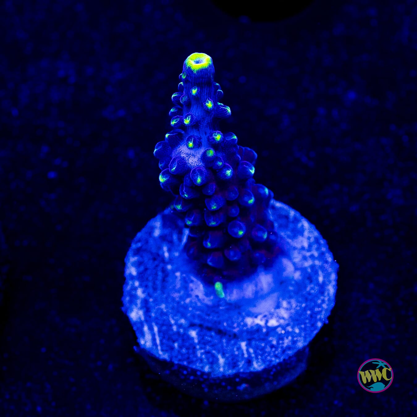 WWC Ultimate Stag Acropora