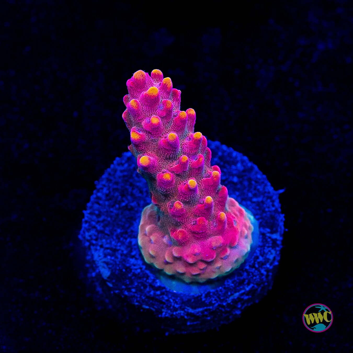 CB Beastmode Acropora