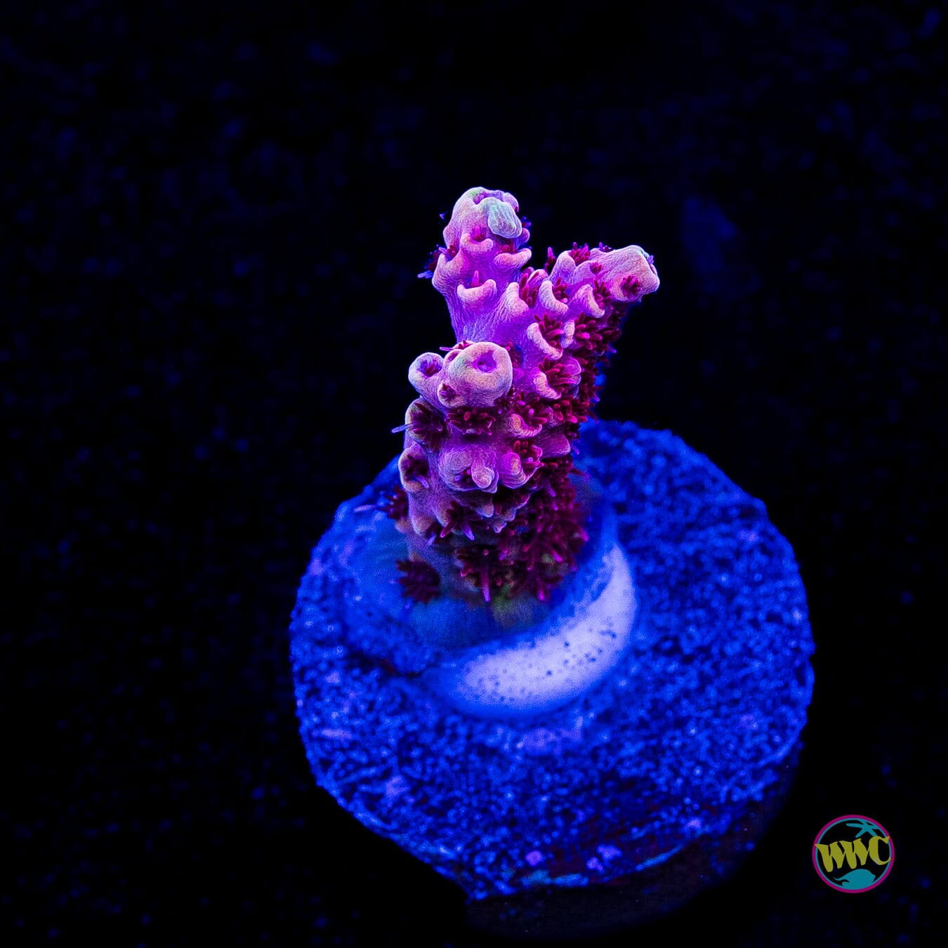 WWC Dragon Slayer Acropora