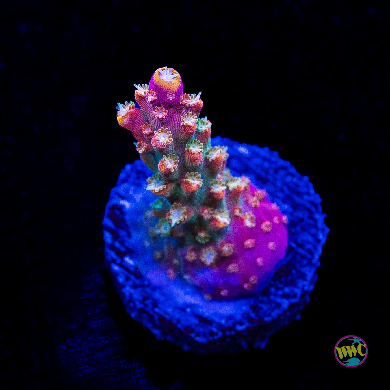 Jason Fox Shock Tart Acropora