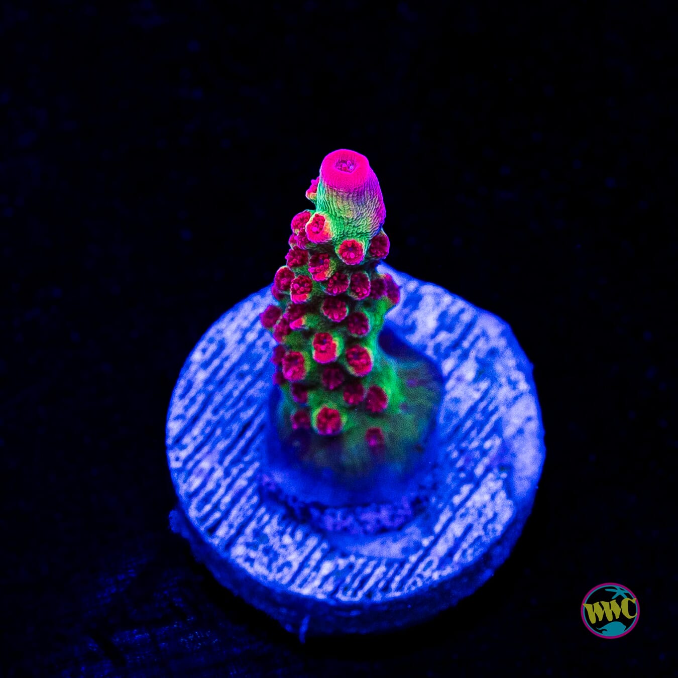 WWC Striptease Acropora