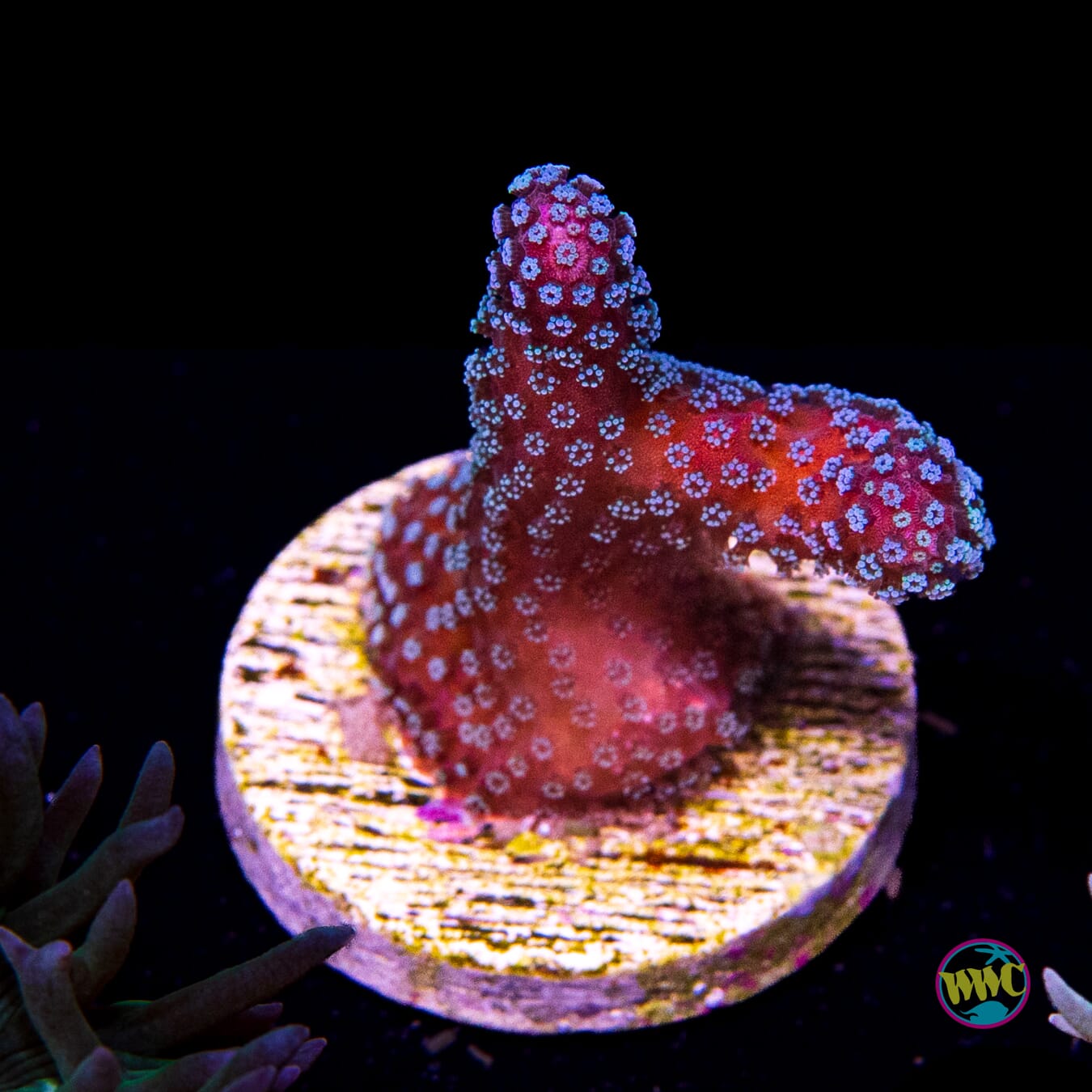 Tyree Rainbow Stylophora