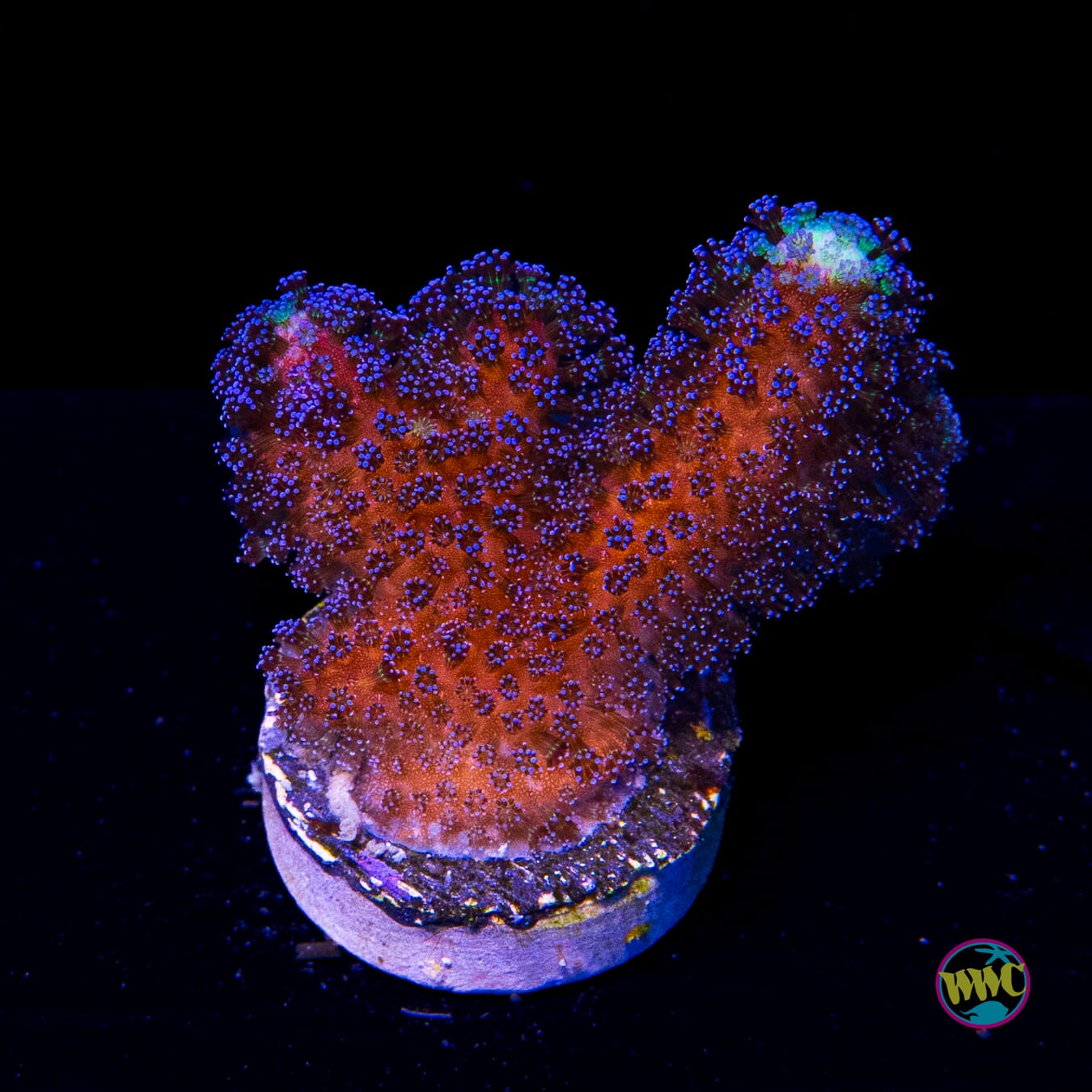 WWC Blue Stylophora