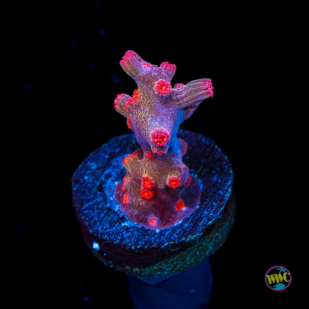 WWC Strawberry Branching Cyphastrea
