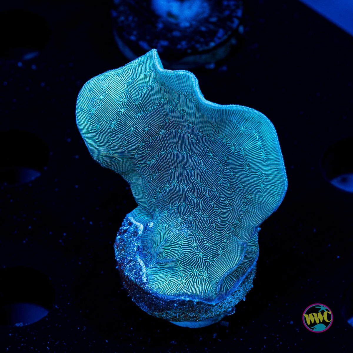 WWC Dusky Pavona