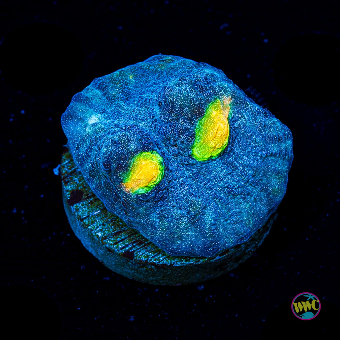 Skysplitter Mycedium Chalice