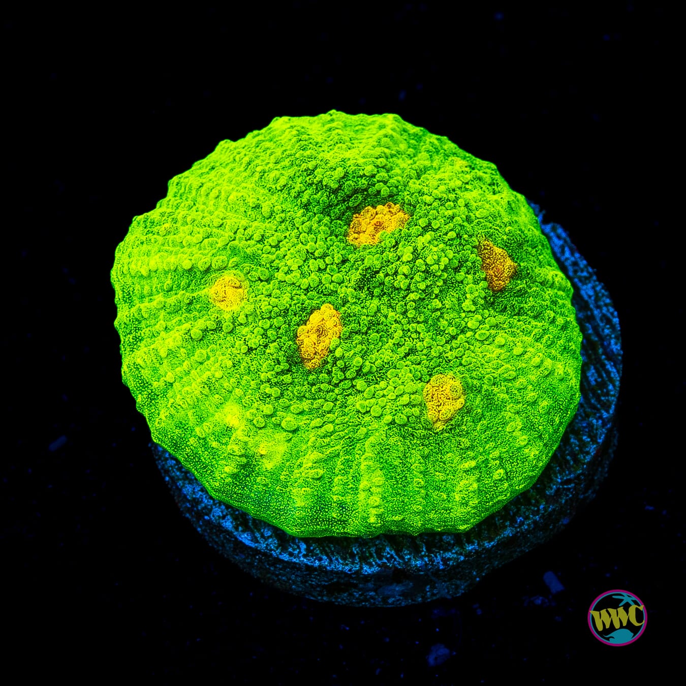 WWC Space Invader Mycedium Chalice