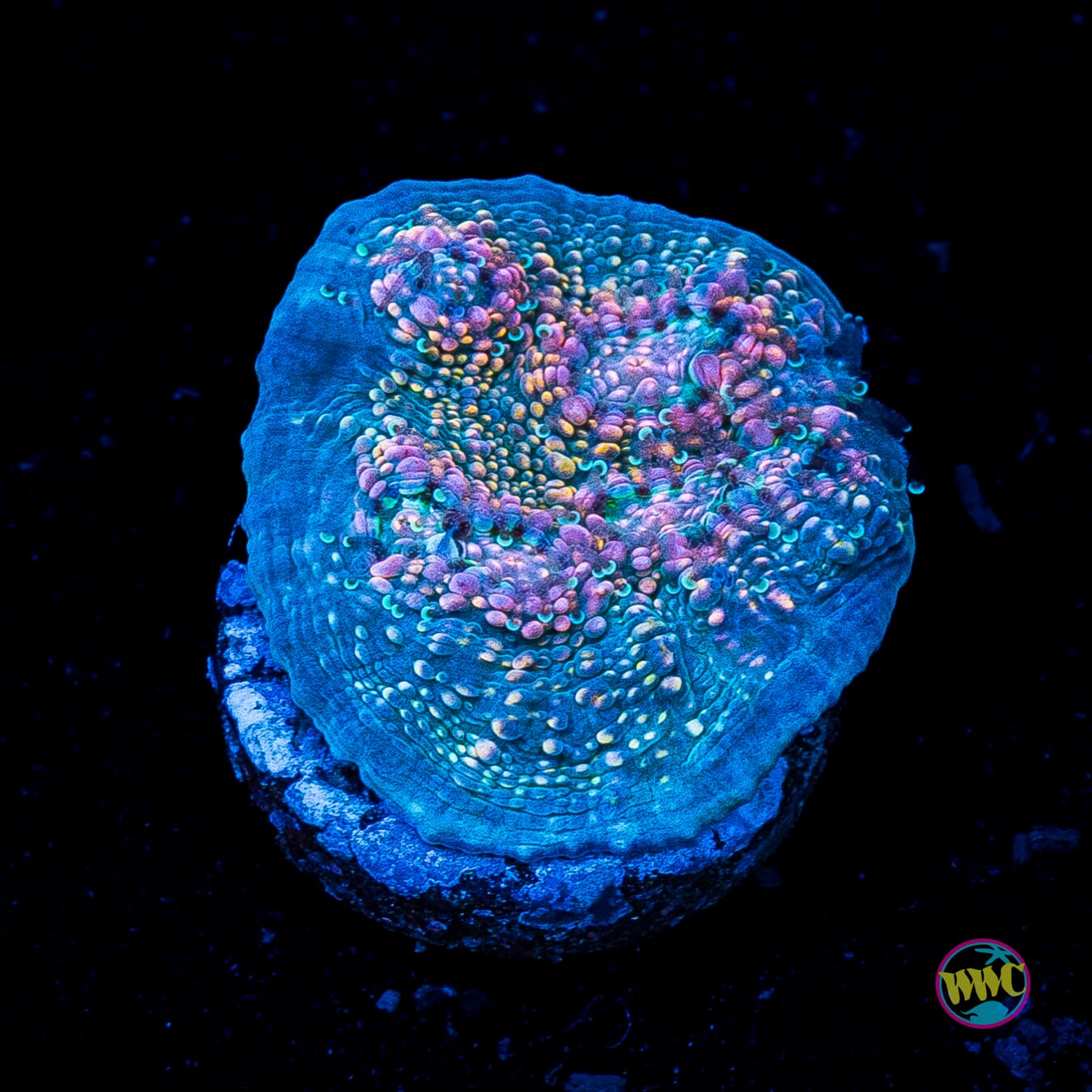 WWC Hologram Chalice