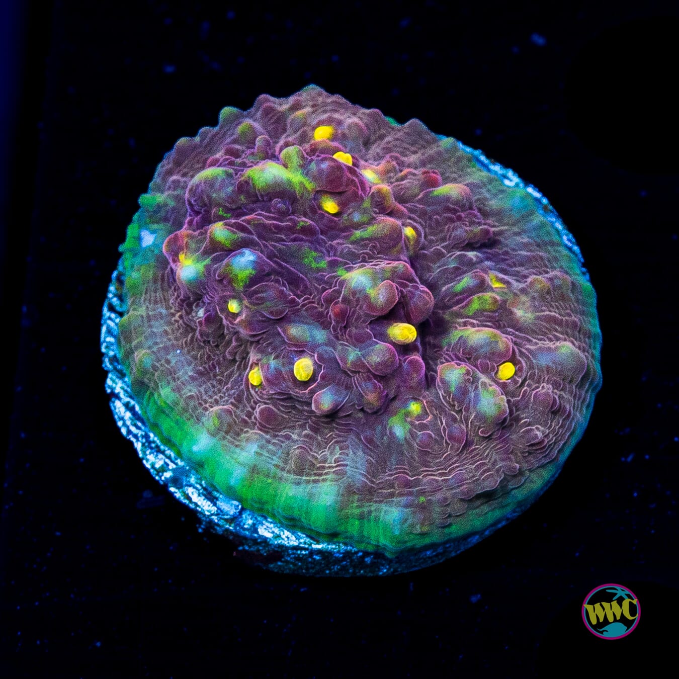 WWC Zombie Eye Chalice
