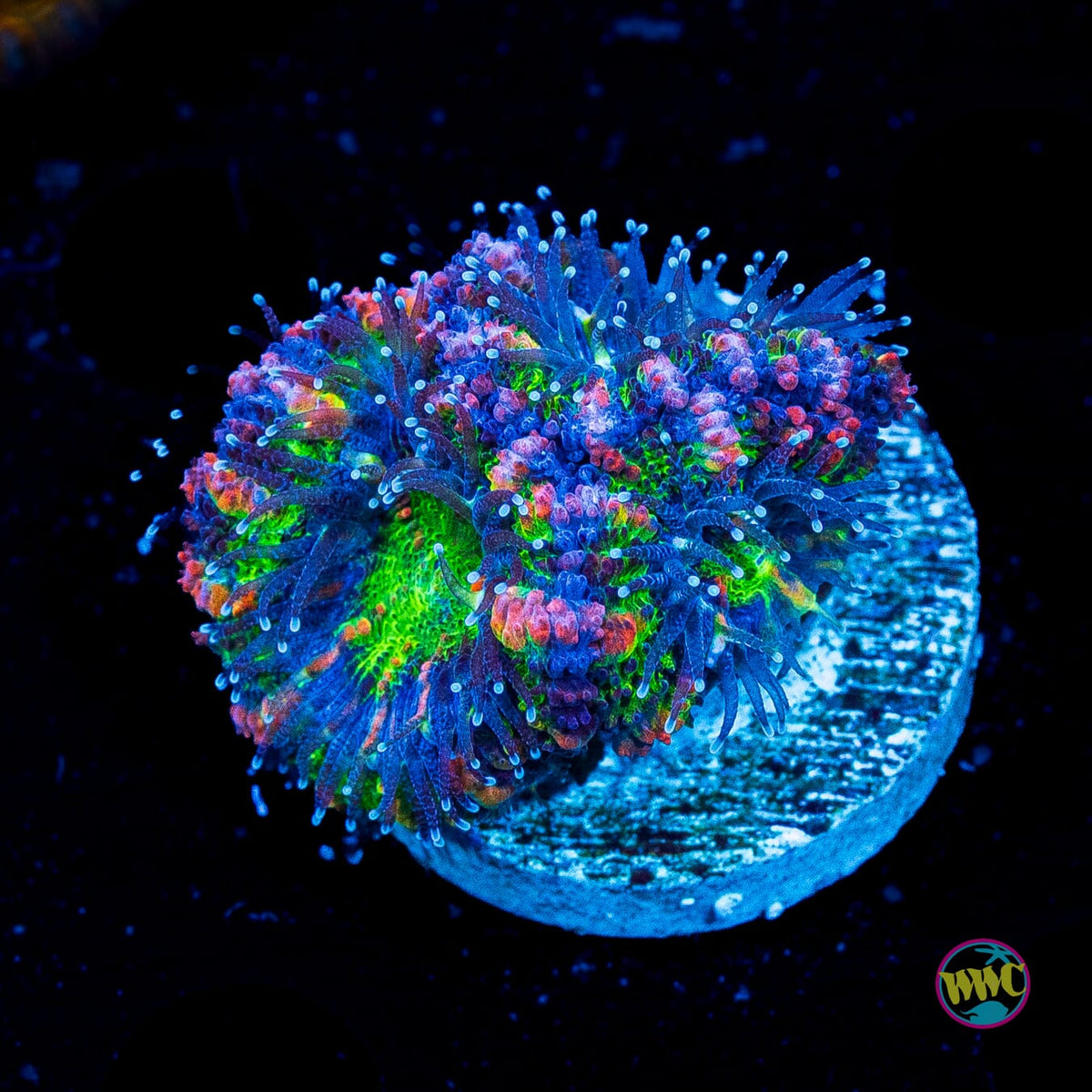 Bubbalicious Aussie Lord