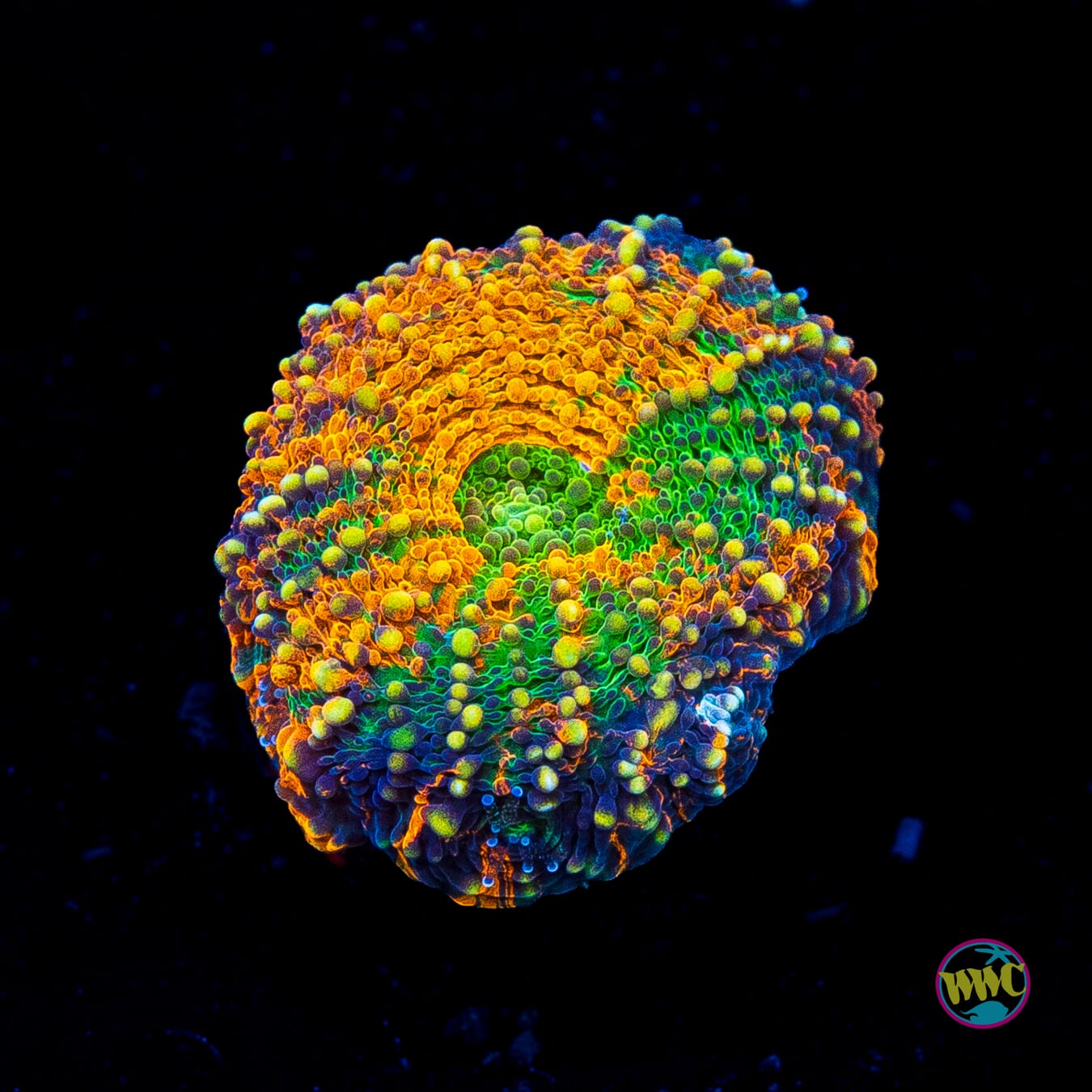 WWC Ahhhmazing Echinata