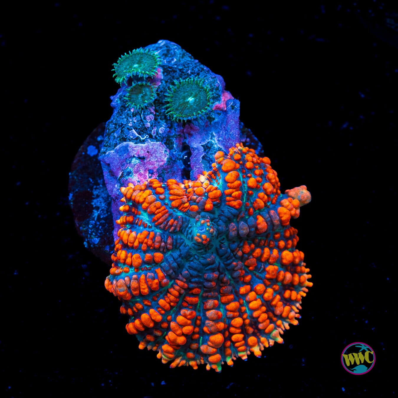 WWC King Julius Rhodactis Mushroom