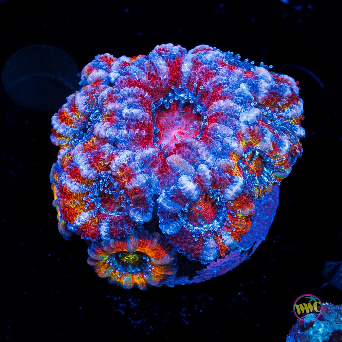 Stars and Stripes Aussie Lord