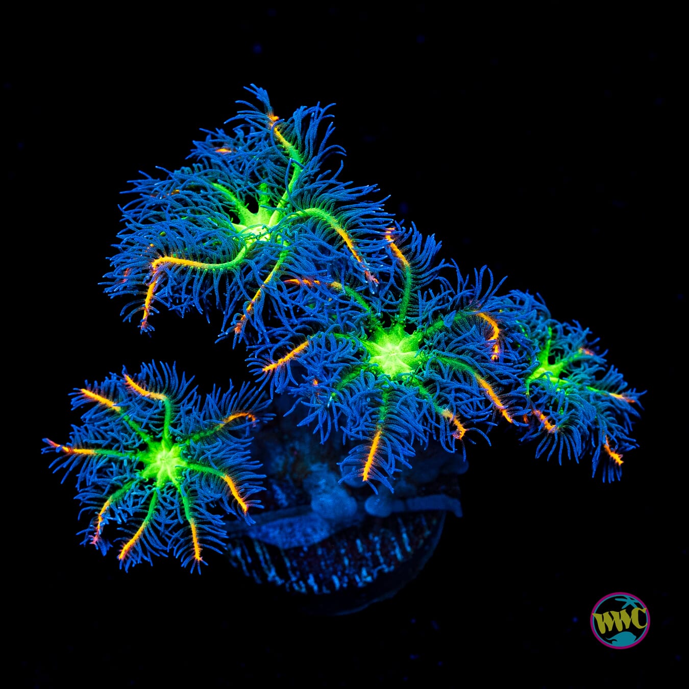 WWC High Voltage Clove Polyps