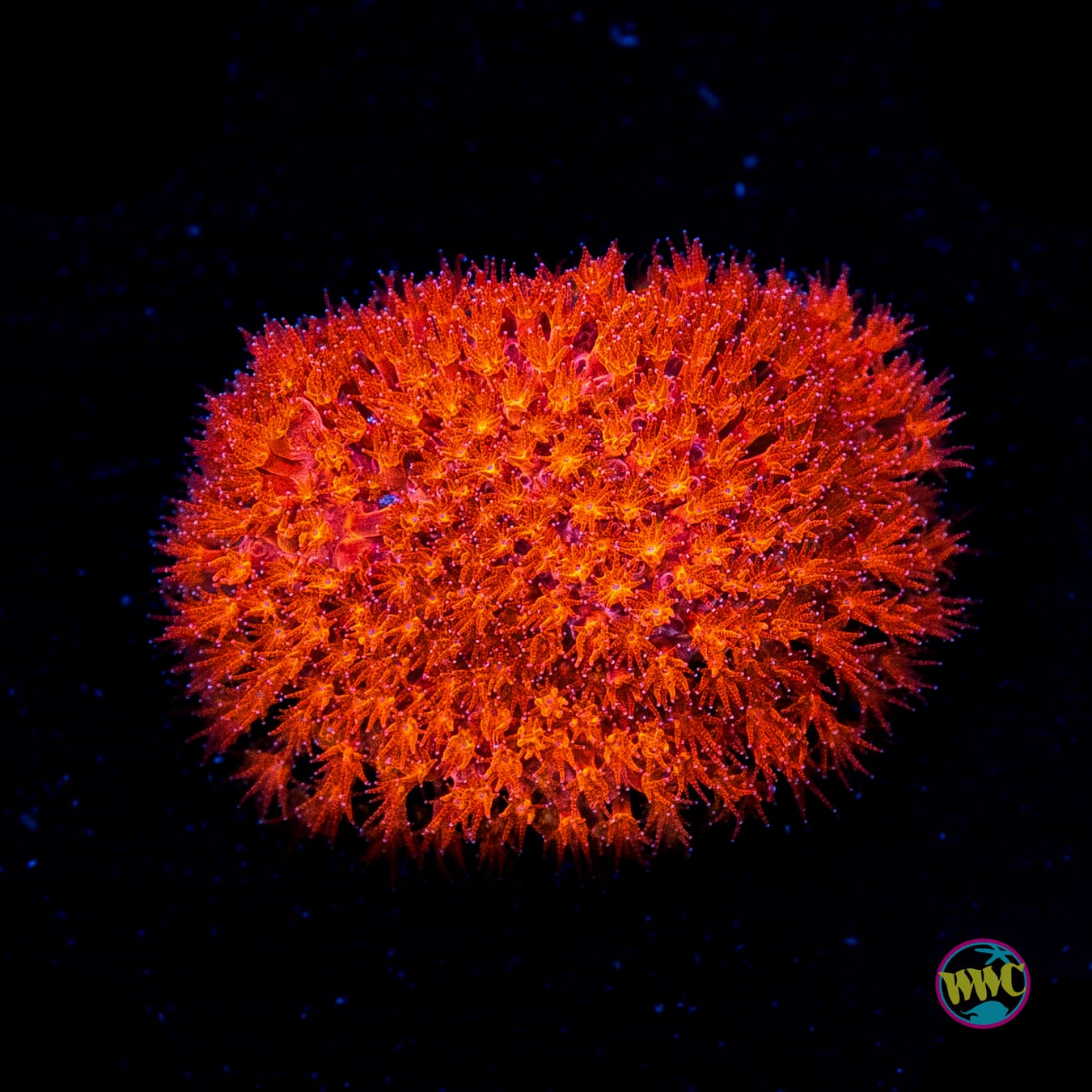 WWC Crimson Stylocoeniella