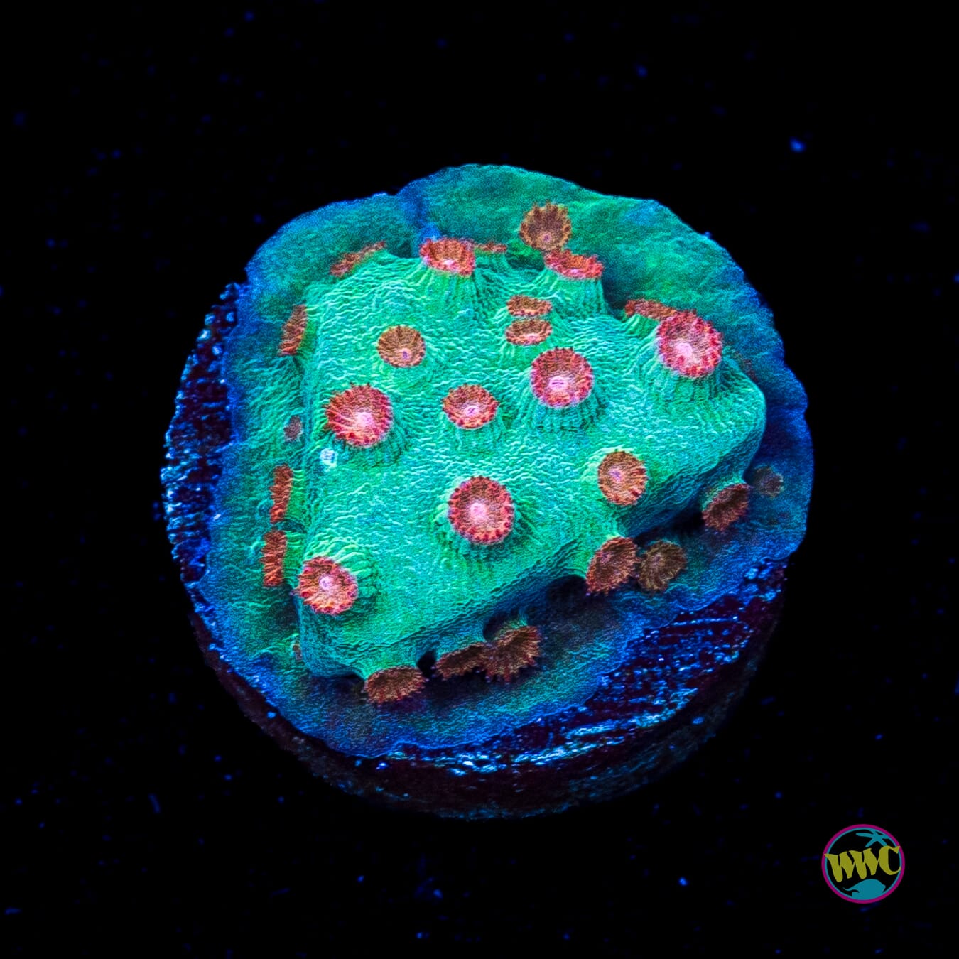 WWC Blow Pop Cyphastrea