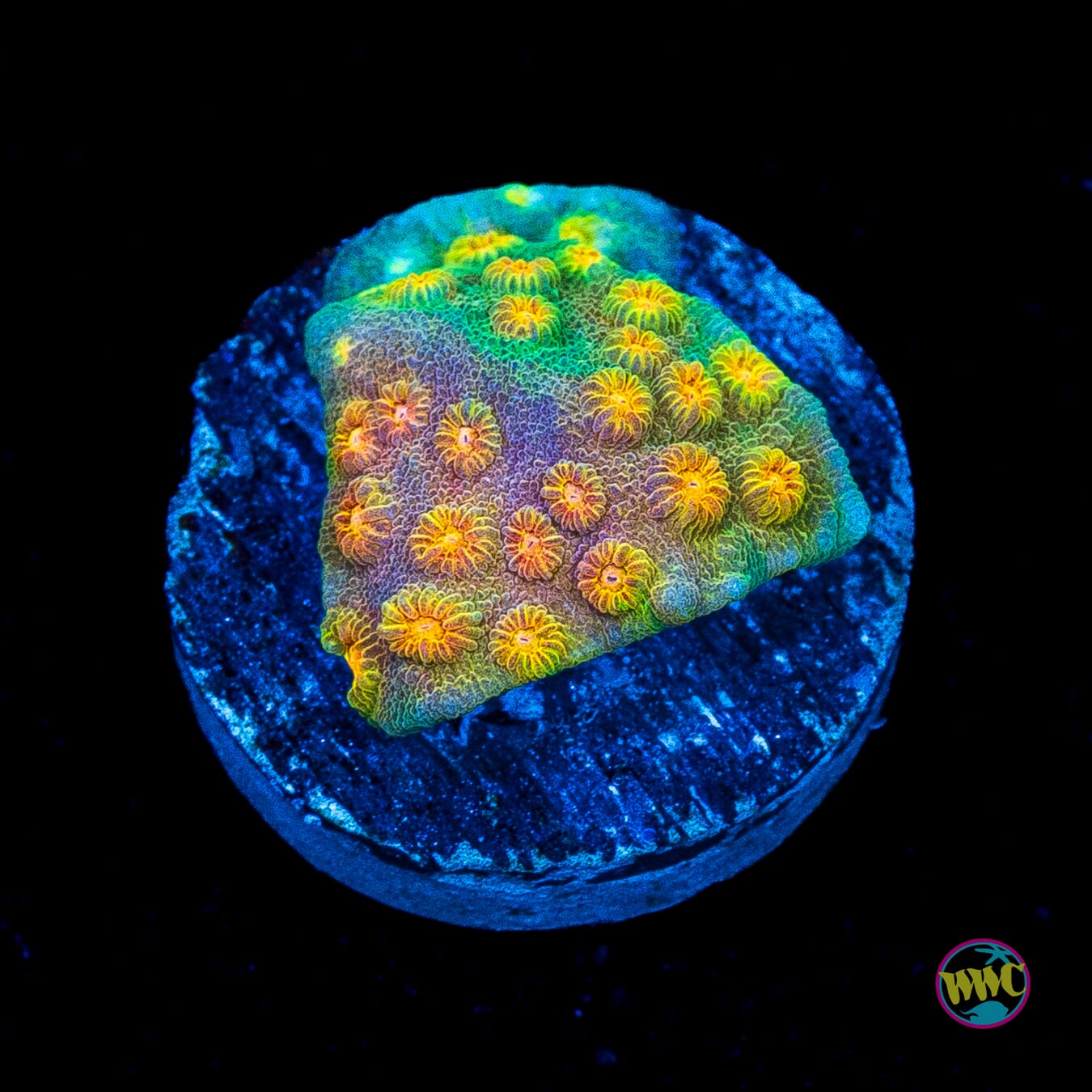WWC Rainbow Madness Cyphastrea