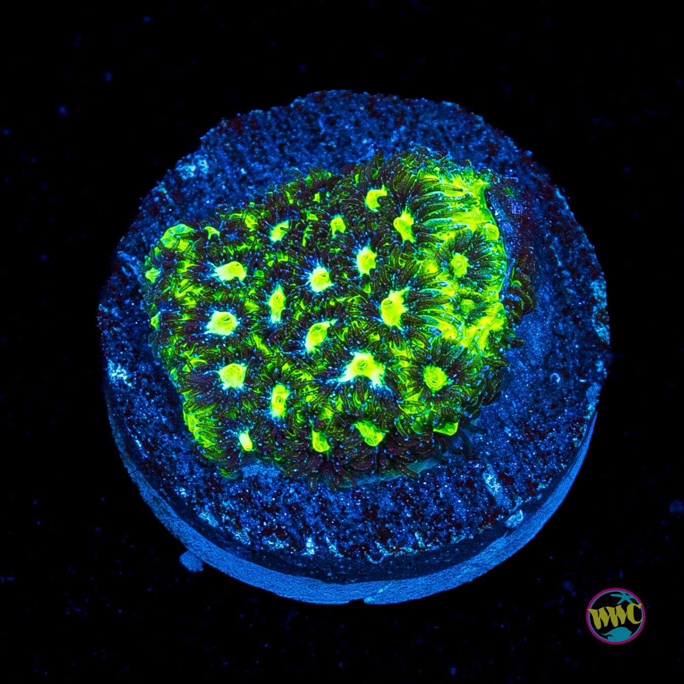 WWC Slimetime Leptastrea