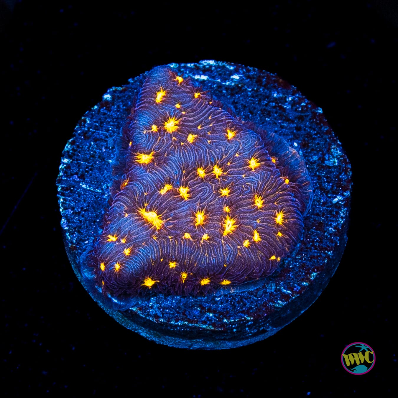 WWC Gold Nugget Leptoseris
