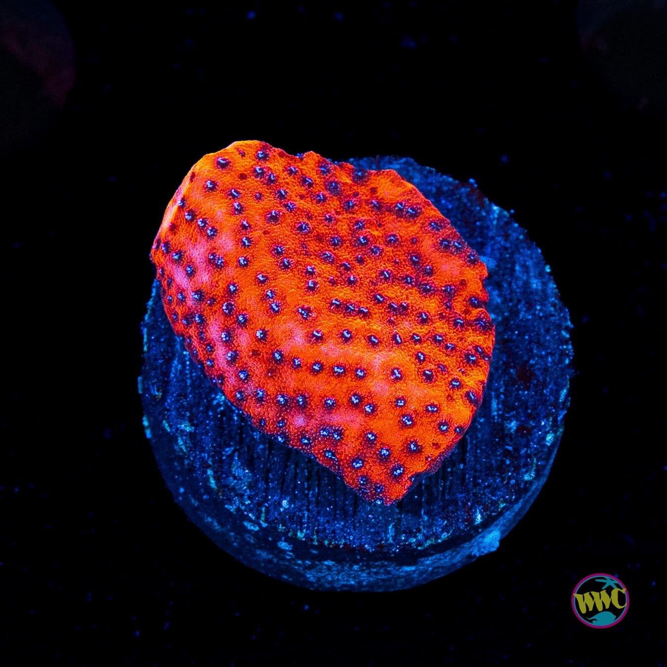 WWC Mystic Sunset Montipora