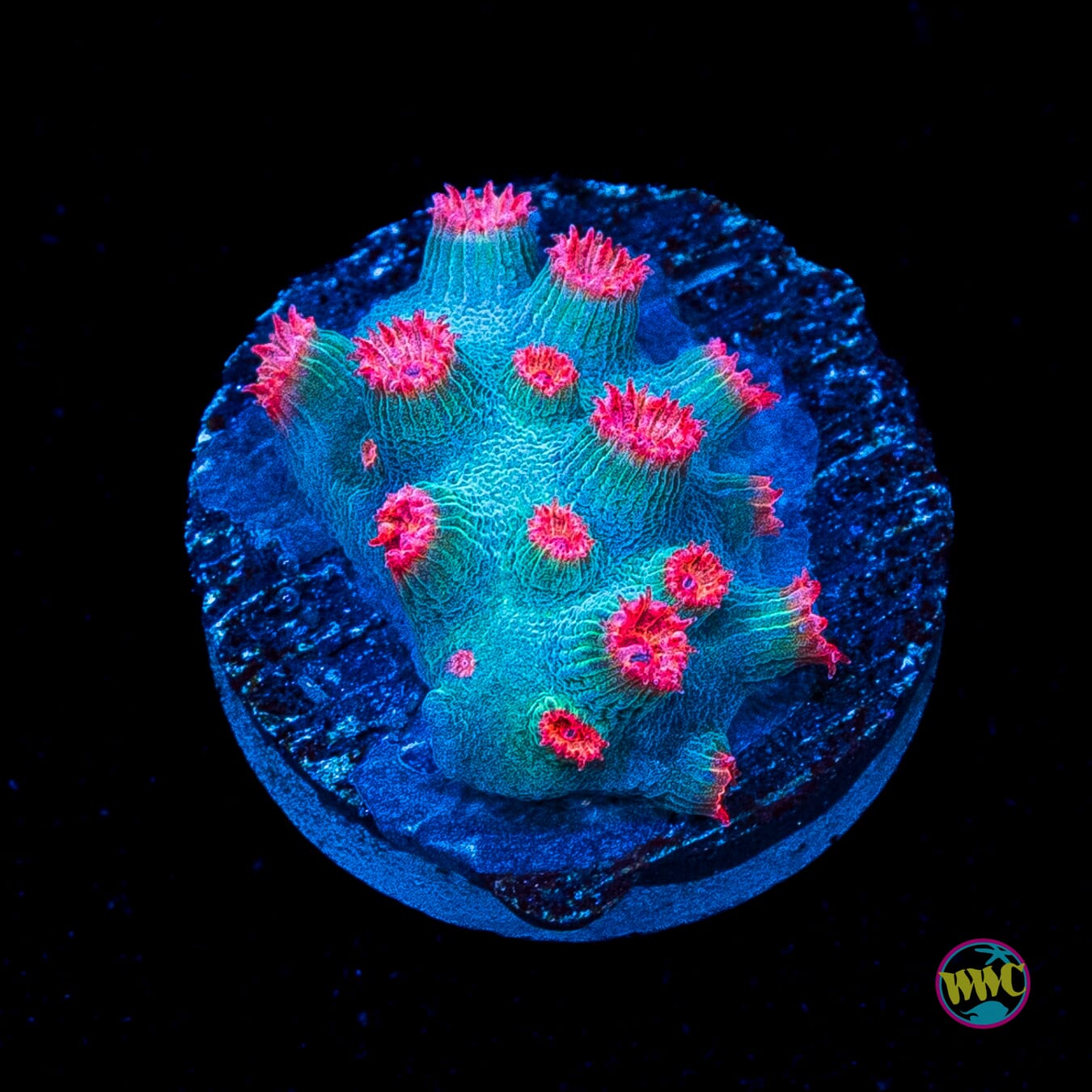 WWC Meteor Shower Cyphastrea
