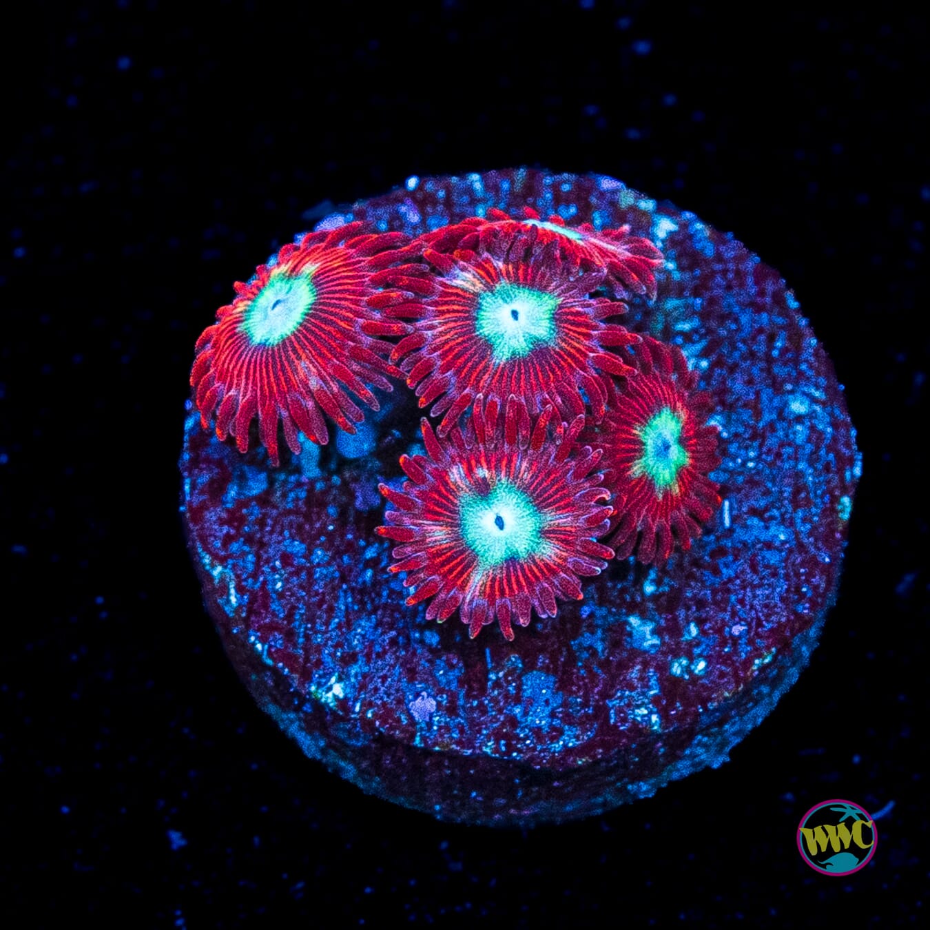WWC Bloodlust Zoanthids