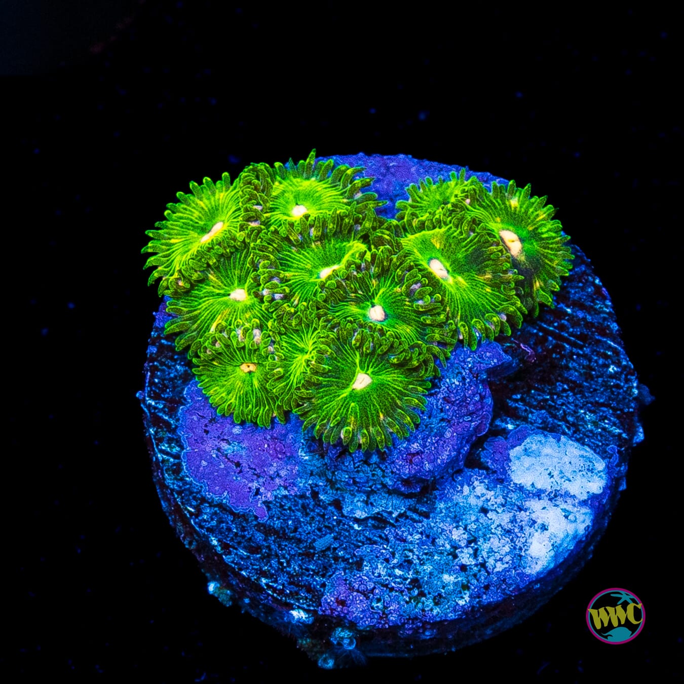 WWC Pine Nutz Zoanthids