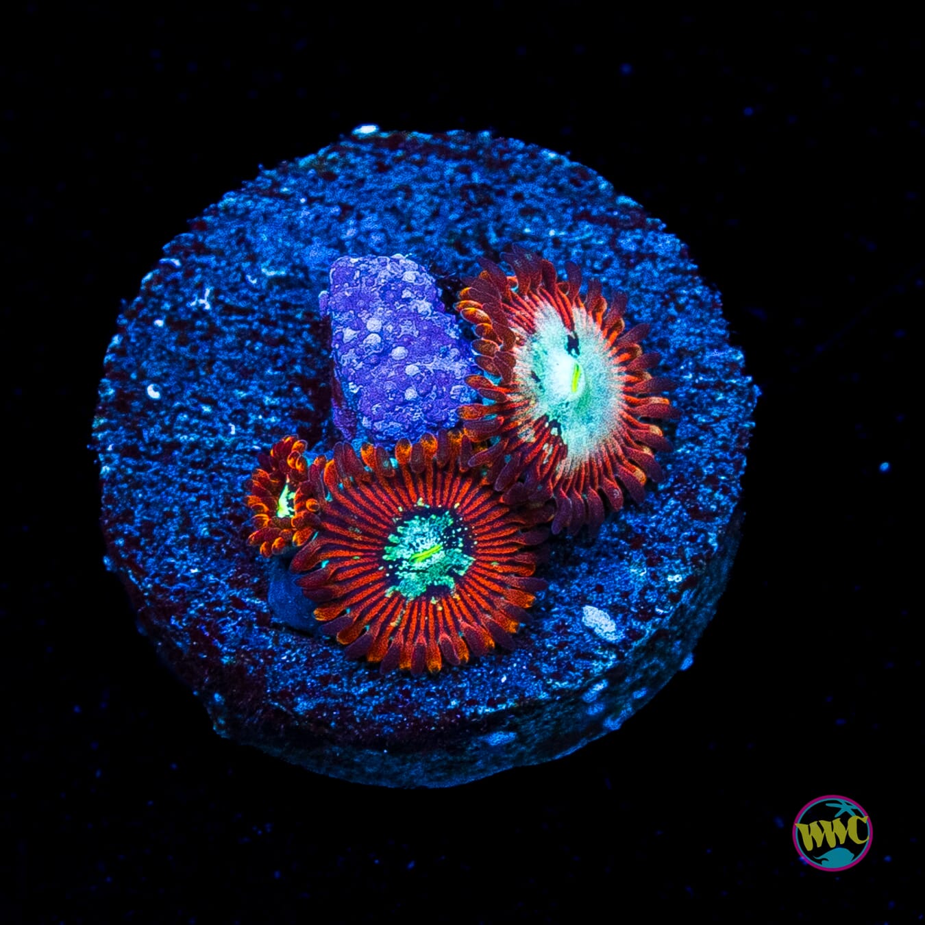 WWC Warlock Zoanthids