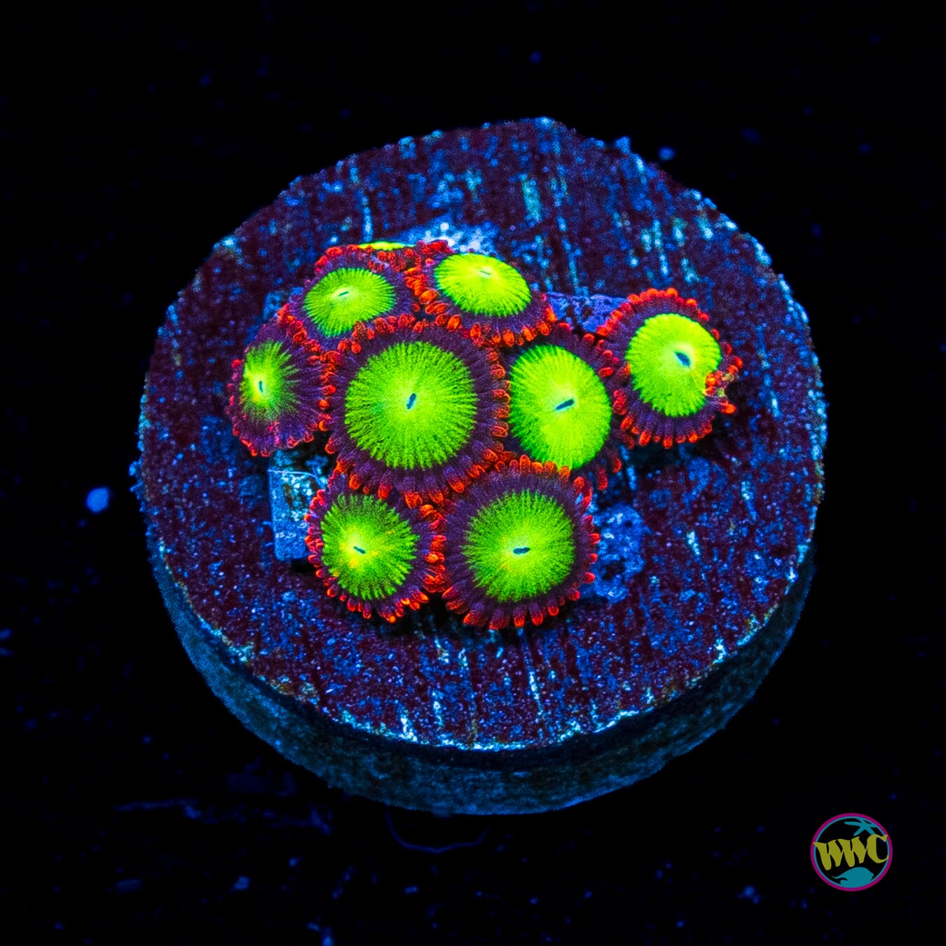 Goblins Fire Zoanthids