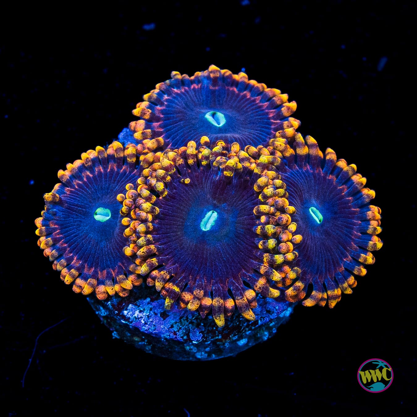 WWC Ultimate Chaos Zoanthids