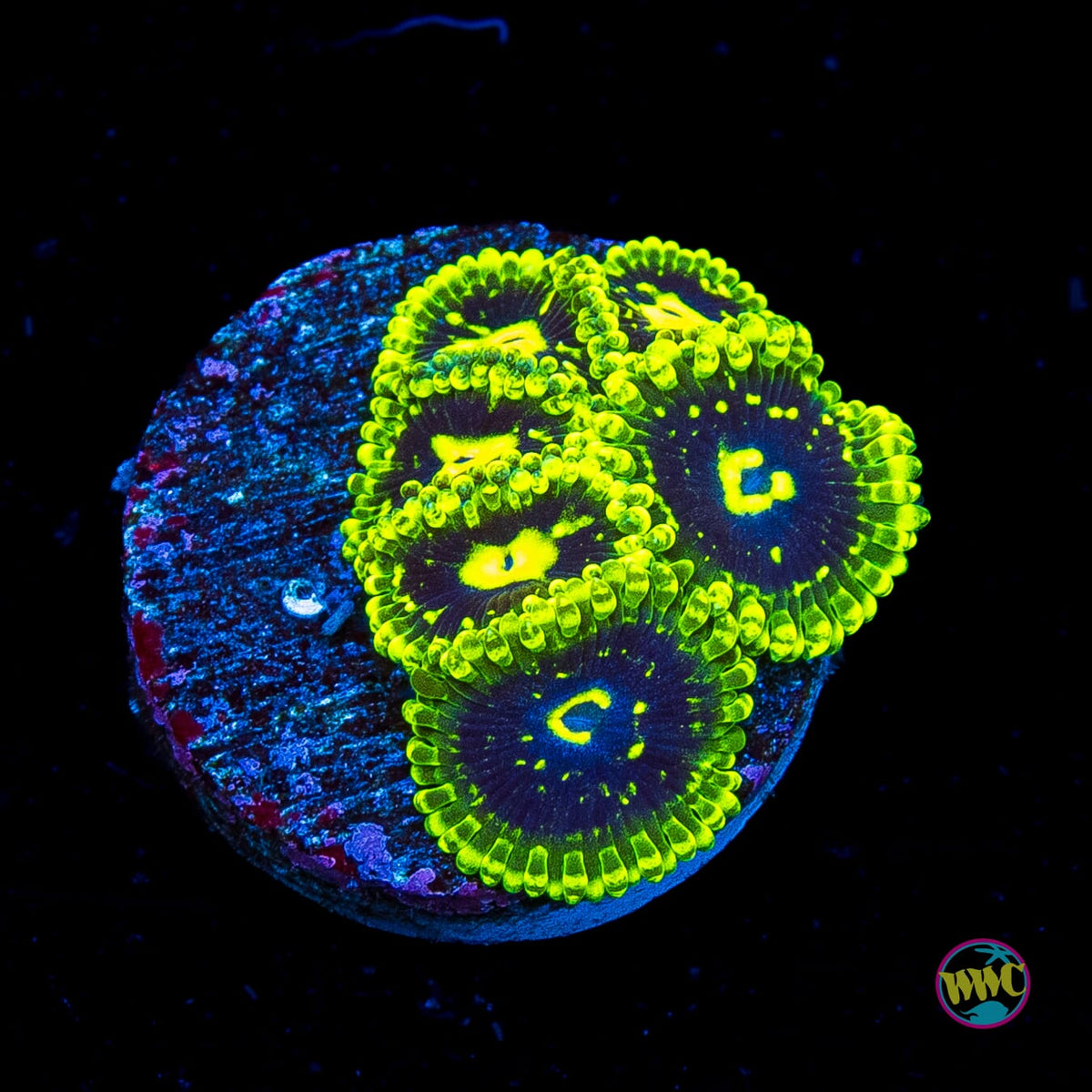 Exosphere Zoanthids