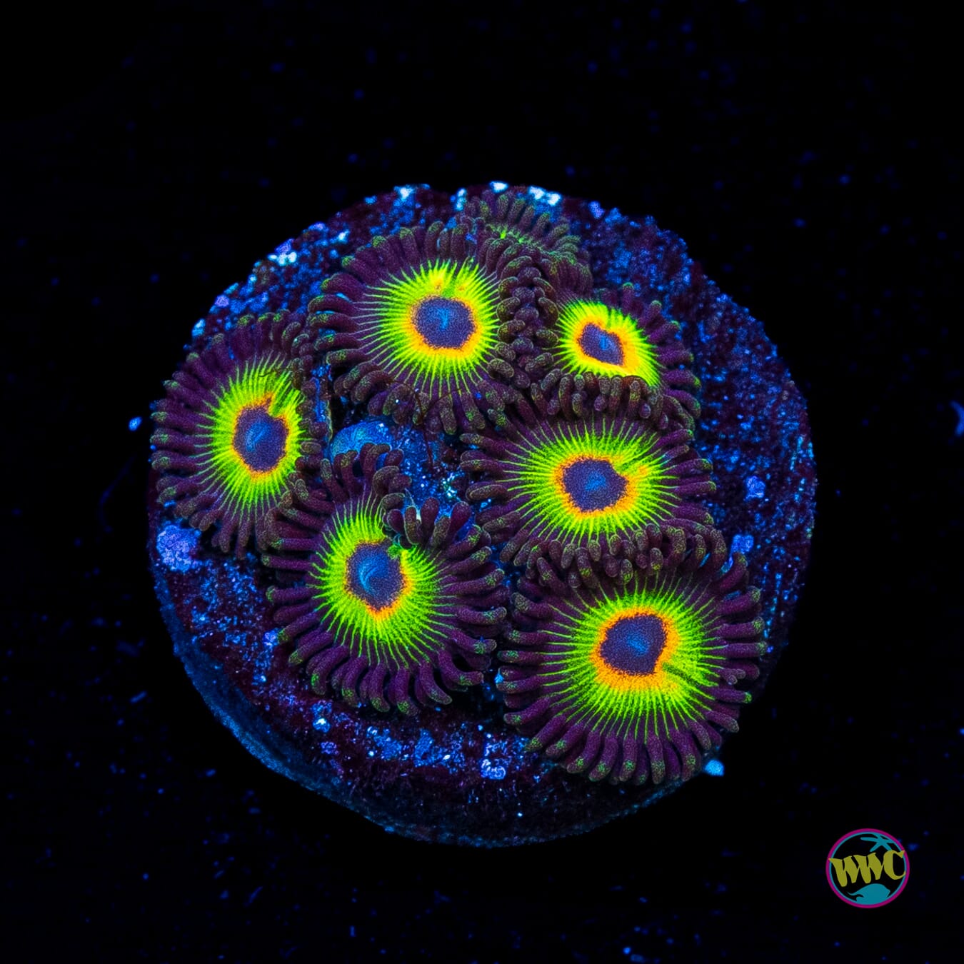 WWC Bob Marley Zoanthids
