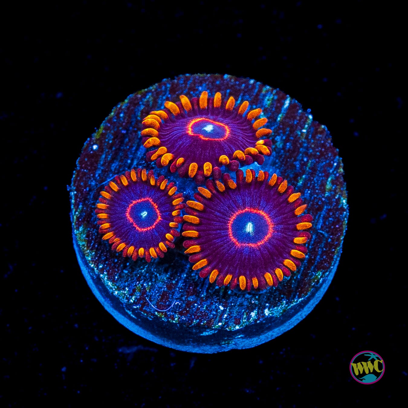Red Hornet Zoanthids