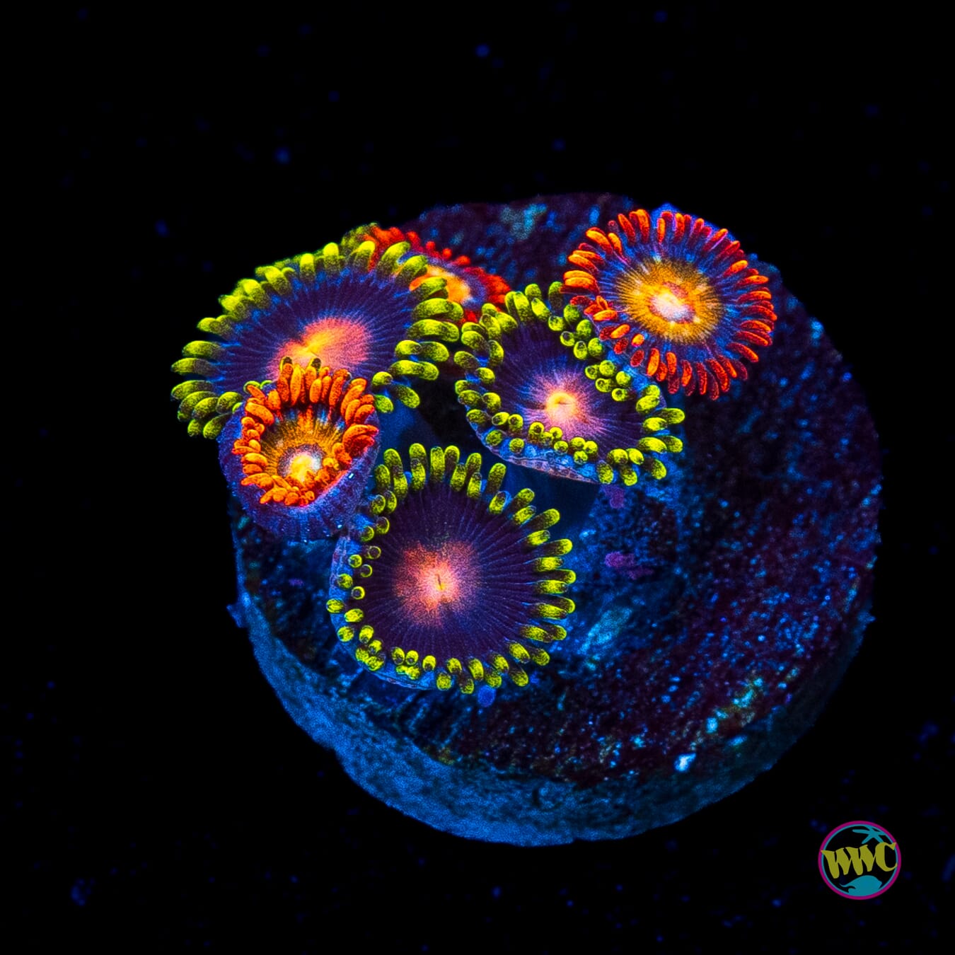 WWC Blondies and Peacock Nipple Combo Zoanthids