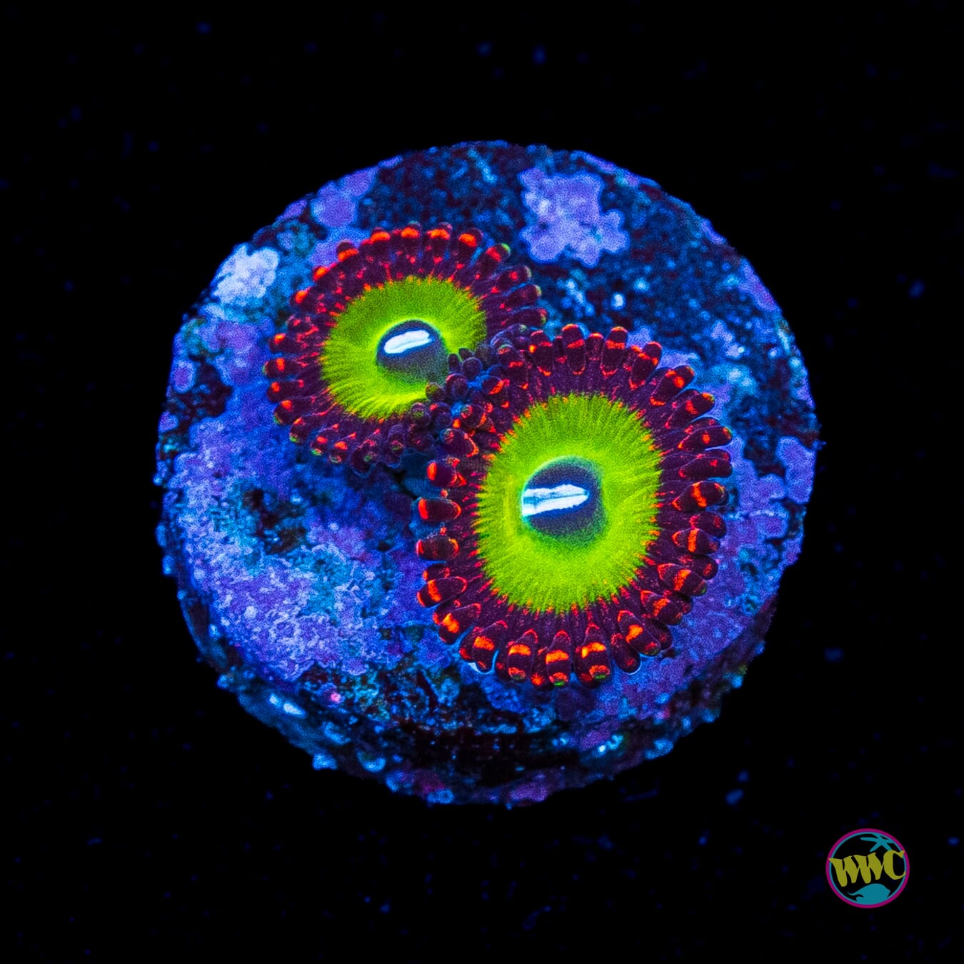 Candy Apple Red Zoanthids