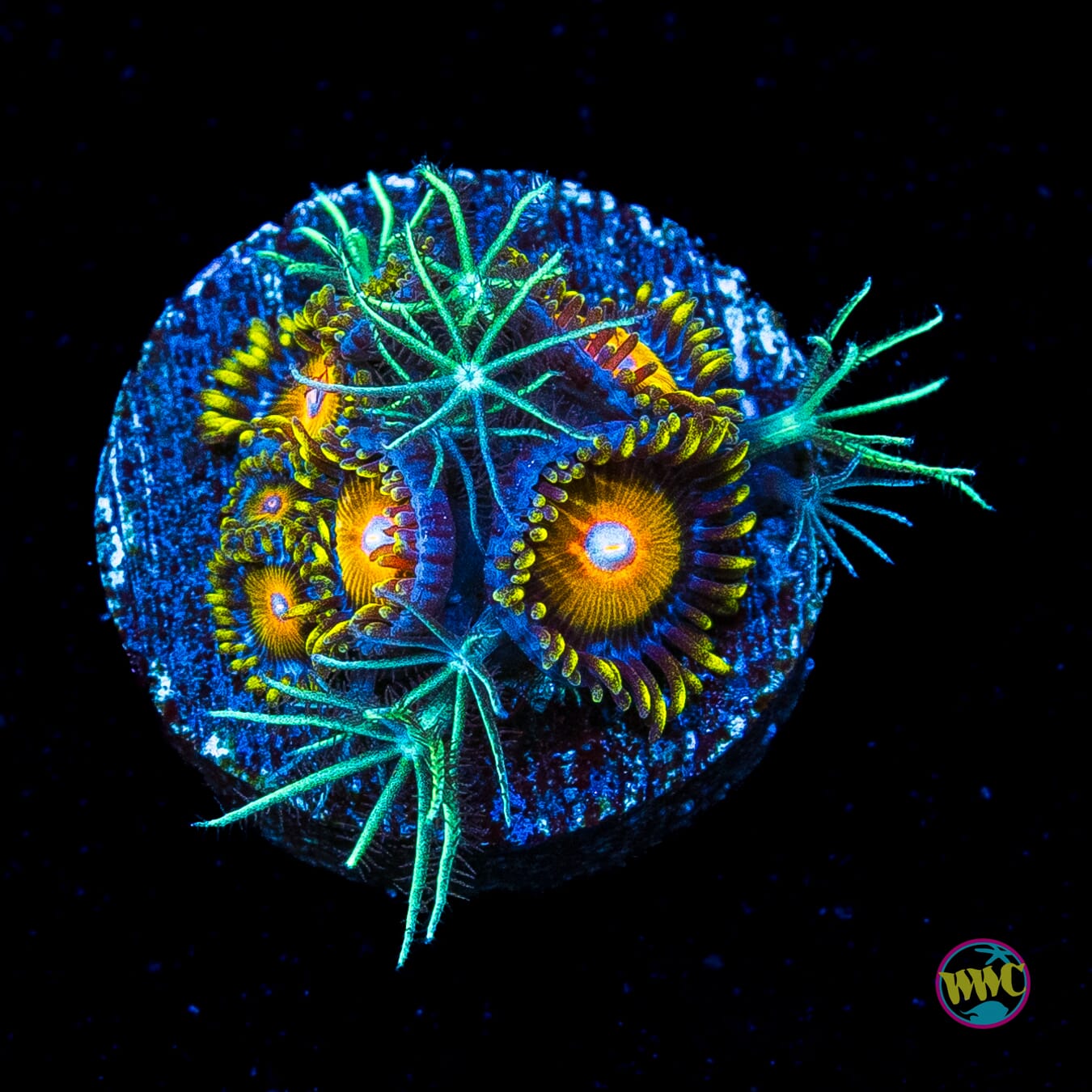 WWC SIzzling Star Polyps and Super Saiyan Combo Zoanthids