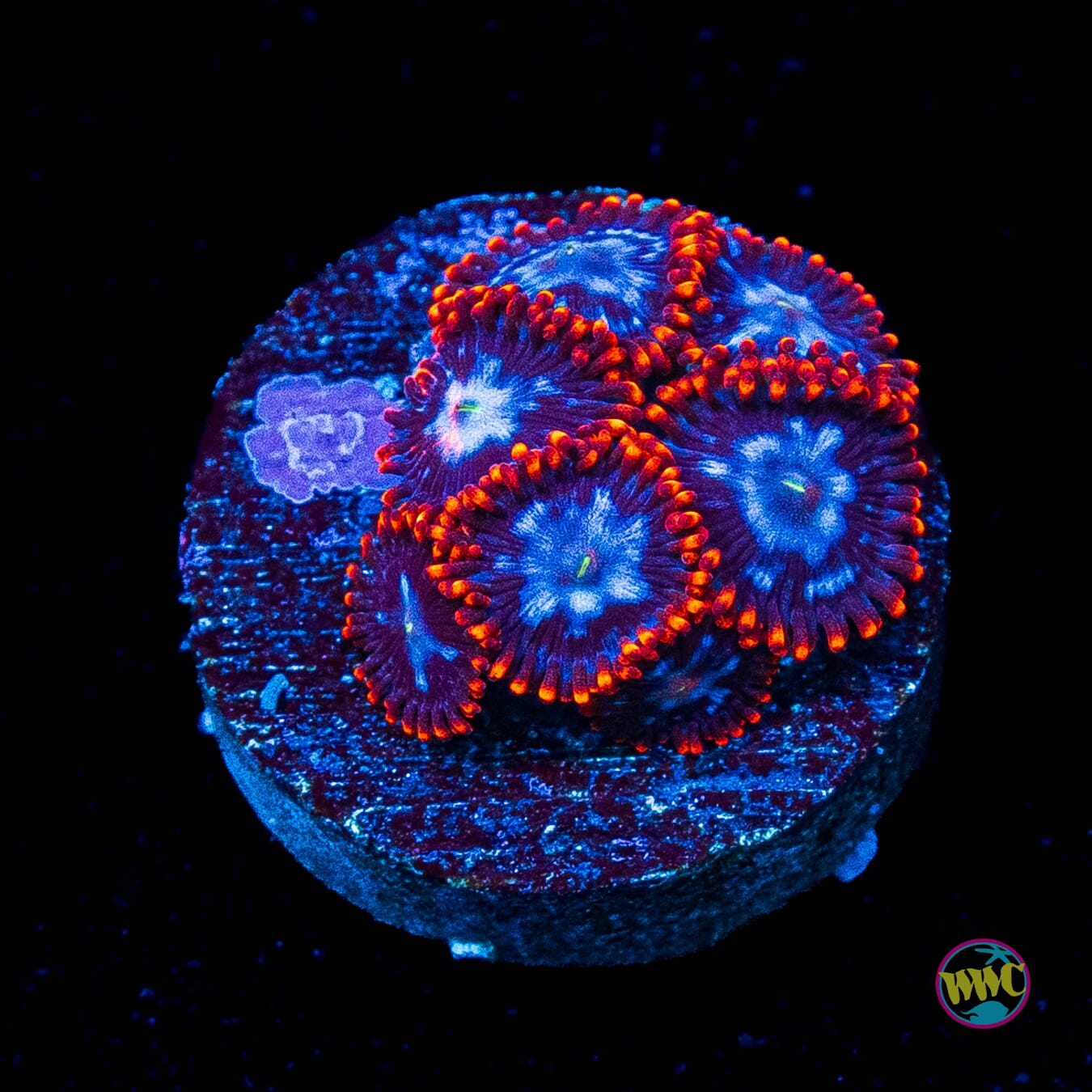 Fire and Ice Zoanthids